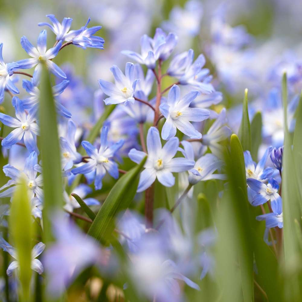 Snepryd 'Chionodoxa forbesii'